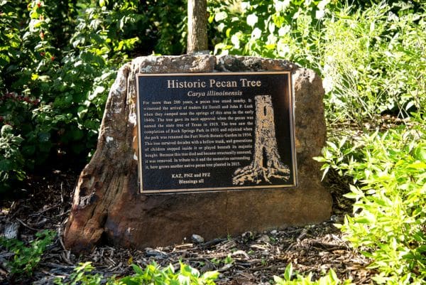 Fort Worth Botanic Garden Historic Pecan Tree Plaque