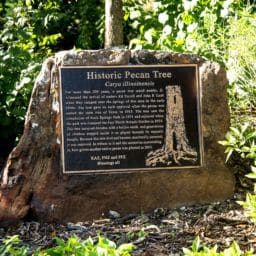 Historic Pecan Tree Fort Worth Botanic Gardens